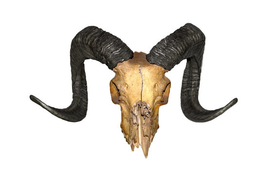 Ram skull with black horns, isolated on white background. High resolution
