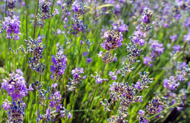 Obraz premium lavender branches during flowering
