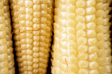 Fresh young baby corn macro background