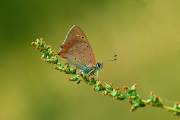 butterfly on a flower