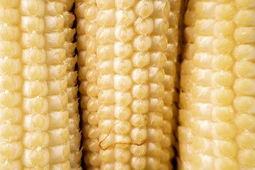 Fresh young baby corn macro background