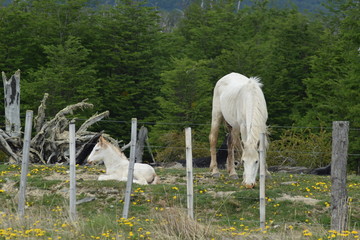 dos caballos blancos junto a un alambrado en un bosque con muchos árboles