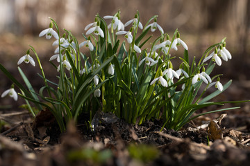 Snowdrops in the forest