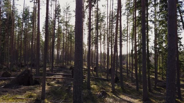 Panning footage on a beautiful sunny spring day showing fallen pine trees due to some heavy winter storms.Filmed in slow motion at 4k. Camera movements from right to left.