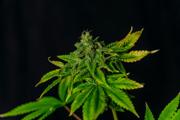 Afghan kush special variety of marijuana flower with black background