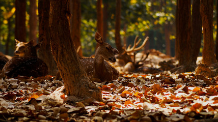 deer in forest