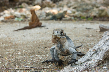 closeup grey lizard Iguana moving and looks at the camera