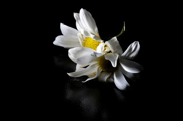 white flower daisy isolated on black background
