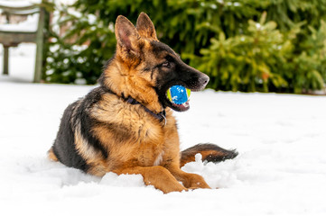 A german shepherd puppy dog playing with a ball at winter