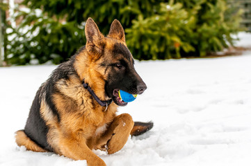 A german shepherd puppy dog playing with a ball at winter