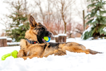 A german shepherd puppy dog playing with a ball at winter