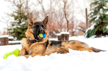 Plakat A german shepherd puppy dog playing with a ball at winter