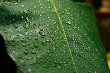 wet leaf of Indian Almond tree  with water drops  