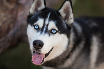 Husky dog in a woods