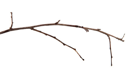Branch of plum fruit tree with buds on an isolated white background.
