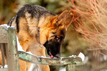 A german shepherd puppy dog standing on a bench at winter
