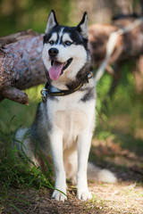 Husky dog in a woods