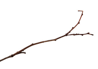 Branch of plum fruit tree with buds on an isolated white background.