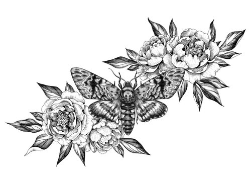 Hand Drawn Acherontia Styx Butterfly and Peonies