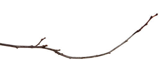 Obraz premium Branch of plum fruit tree with buds on an isolated white background.