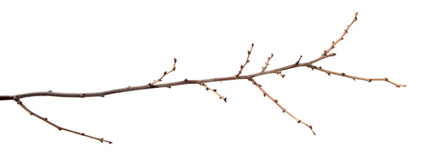 Branch of plum fruit tree with buds on an isolated white background.