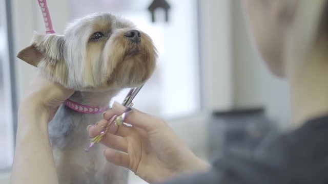 Pet groomer cuts yorkshire terrier dog hair with scissors in grooming salon. Professional animal haircut and styling at vet clinic. Adorable stylish dog in barber pet. Pet grooming salon.