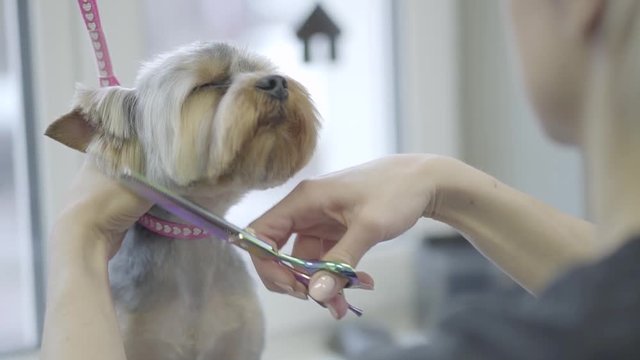 Young professional pet groomer making to fluffy little cute dog haircut with scissors on muzzle. Adorable stylish dog in barber pet. Pet grooming salon. Slow motion