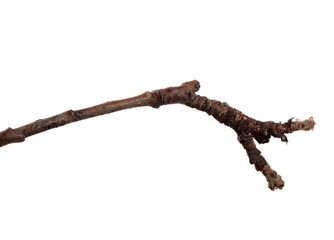 A branch of pear fruit tree on an isolated white background.