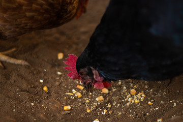 farm chickens eating corn in the countryside