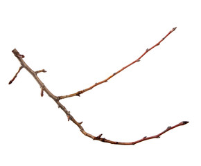 Branch of apricot fruit tree on an isolated white background.