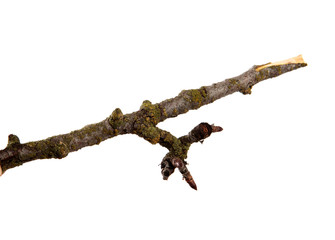 Fototapeta premium A branch of pear fruit tree on an isolated white background.