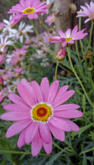 Obraz premium Margarita morada y rosa