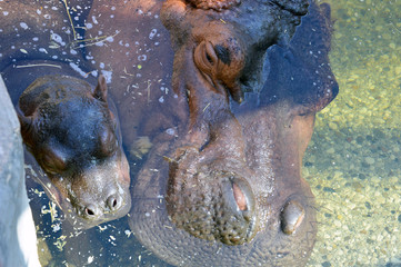 Hippo mother & baby