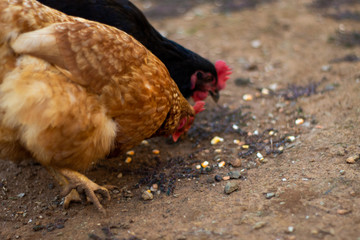 farm chickens eating corn in the countryside