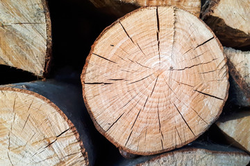 The rings of dry oak. Texture of cracked oak wood.
