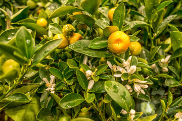 ripe kumquats on a flowering tree
