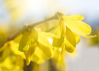 Close up of forsythia flower. Photographed with use of a specialty lens.