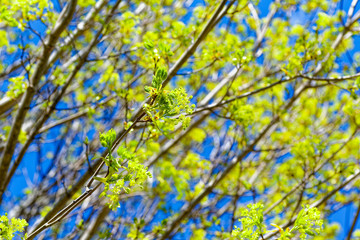 Norway maple flowers against a vivid blue sky.