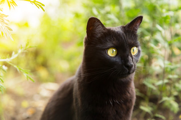Naklejka na ściany i meble Bombay cute black cat portrait outdoor in nature in spring, summer garden in sunlight close up