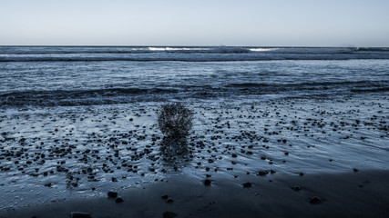 Dry grass in the surf