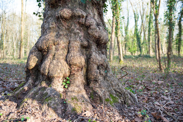 Close-up of a tree trunk with knots in a forest