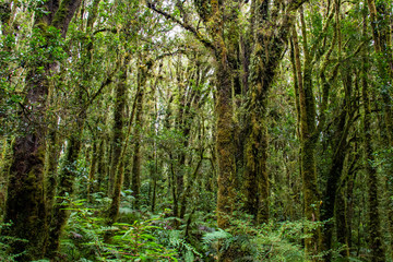 Splendido bosco nel Parco Nazionale Pumalin, Patagonia, Cile