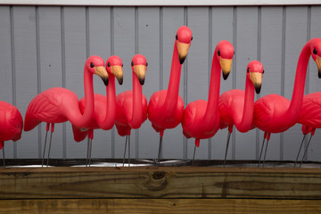 Pink Plastic Flamingos in a Row
