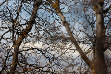 Fototapeta na wymiar Tree branches in spring