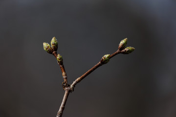 Spring buds