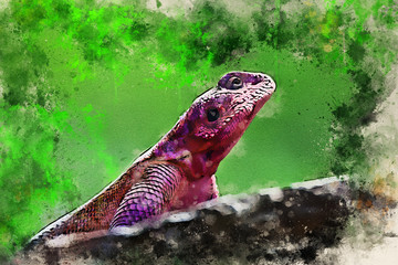 Watercolor painting of Mwanza flat-headed rock agama