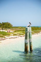 Pelican Perched on Pole at Dry Tortugas Fort Jefferson National Park
