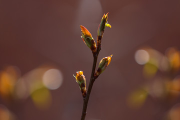 Spring buds