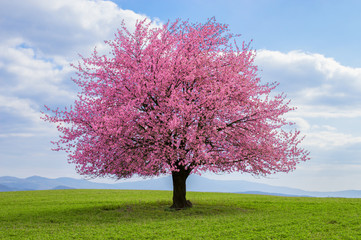 Flowering tree of Japanese sakura in spring. One tree on green meadow. Single or isolated cherry tree on the horizon. Landscape, scenery or countryside in spring time with green grass . - Powered by Adobe