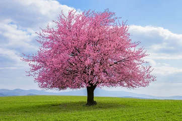 Foto auf Acrylglas Blühender Baum der japanischen Sakura im Frühjahr. Ein Baum auf grüner Wiese. Einzelner oder isolierter Kirschbaum am Horizont. Landschaft, Landschaft oder Landschaft im Frühling mit grünem Gras. © jurgal